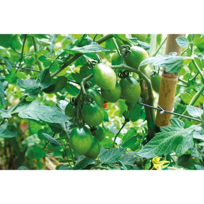 Tomate Cerise Allongée en Grappe Green envy
