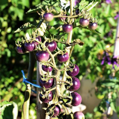 Tomate Cerise Indigo Blue Berries