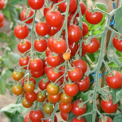 Tomate Greffée Cerise en Grappe Pépé