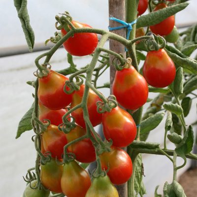 Tomate Cerise Poire Rouge Red Pear