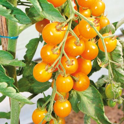 Tomate Cerise en Grappe Stargold