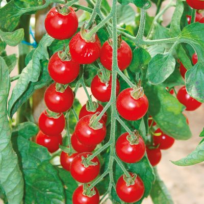 Tomate Cerise en Grappe Supersweet 100