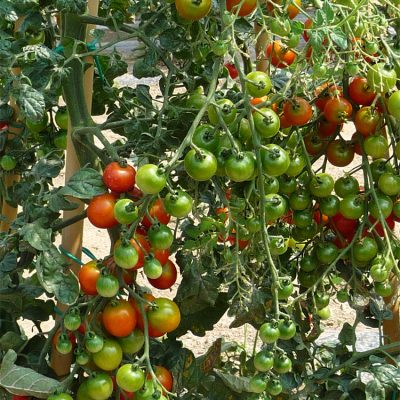 Tomate Cerise en Grappe Sweetbaby
