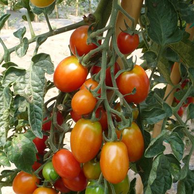 Tomate Cerise en Grappe Tutti Frutti