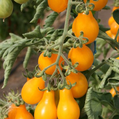 Tomate Cerise Poire Jaune Yellow Pearshaped