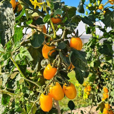 Tomate Cocktail en Grappe Dolly