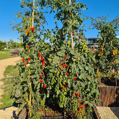 Tomate Cocktail en Grappe Trilly