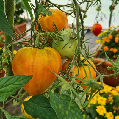 Tomate Cœur Fleurette