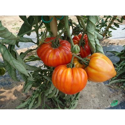 Tomate Greffée Cœur Gourmandia