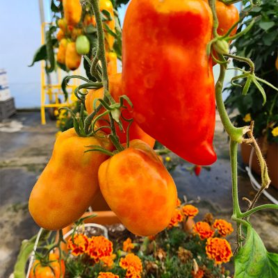 Tomate Cornue Andine Cornue
