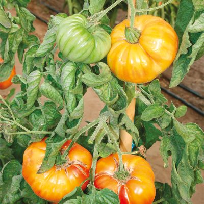 Tomate Côtelée Ananas