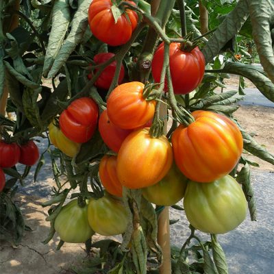 Tomate Greffée Côtelée Corazon