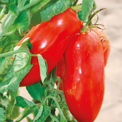 Tomate Cornue Cornabel