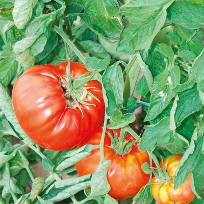 Tomate Greffée Côtelée Russe Rouge