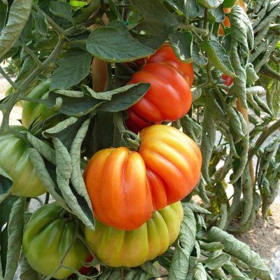 Tomate Côtelée Voluptuoso