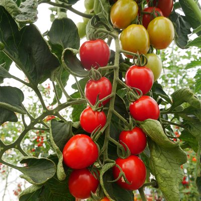 Tomate Greffée Cocktail en Grappe Harmony