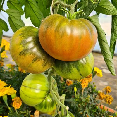 Tomate Greffée Côtelée Noire de Crimée