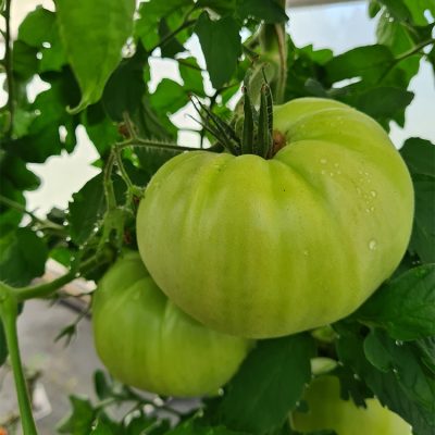 Tomate Greffée Ronde Charnue Supersteak