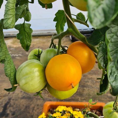Tomate Greffée Ronde Jaune Lemon Boy