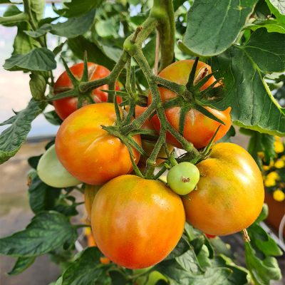 Tomate Greffée Ronde Rose de Berne