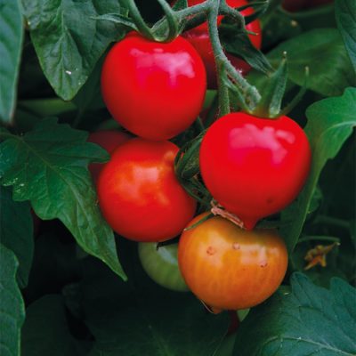 Tomate Ronde Dona