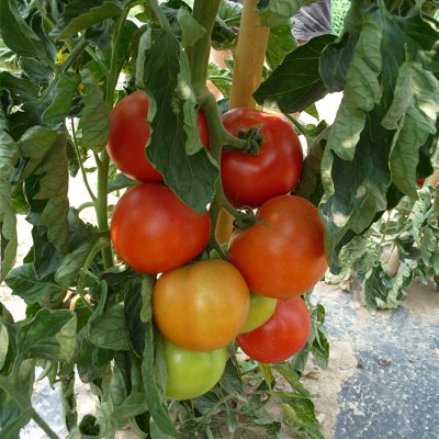 Tomate Greffée Ronde Paola