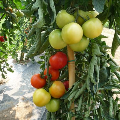 Tomate Ronde en Grappe Premio