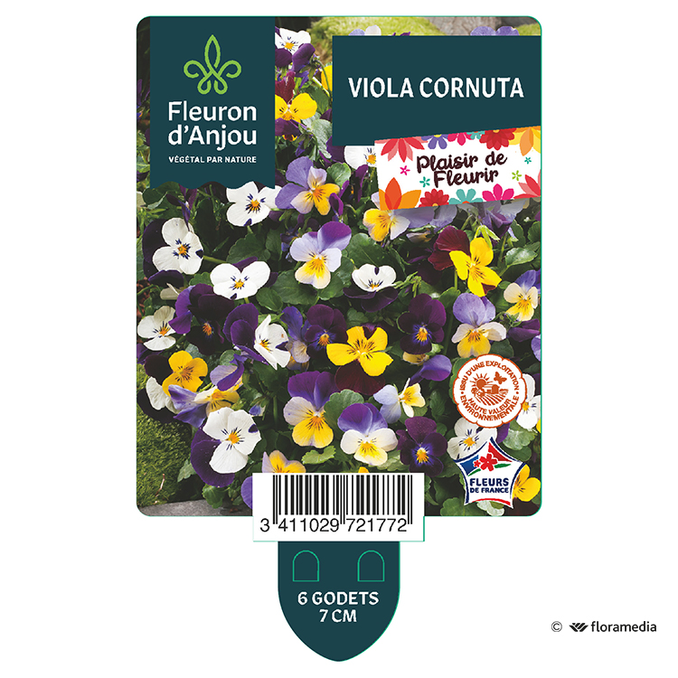 Viola Cornuta - Fleuron d'anjou